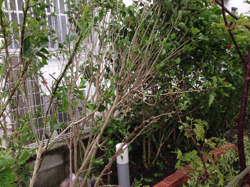 台風…その後