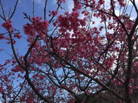 桜祭りとあいあいファーム 2015/02/02 17:31:51
