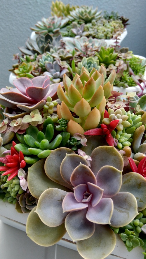 多肉植物 Mako 寄せ植えに 紅葉まつりいい感じ