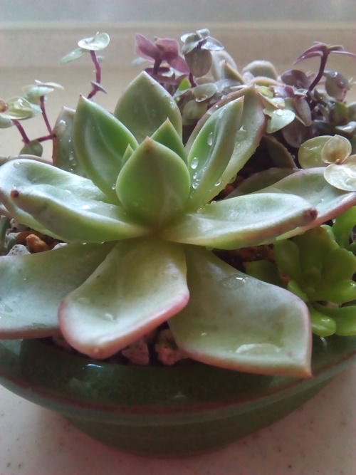 多肉植物 Mako ピンクシャンペーン植えました