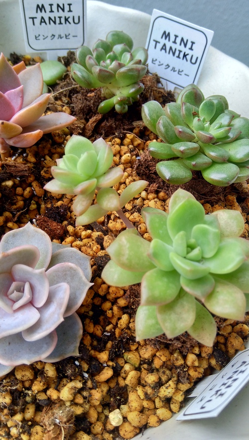 多肉植物 Mako 新入り 多肉植物