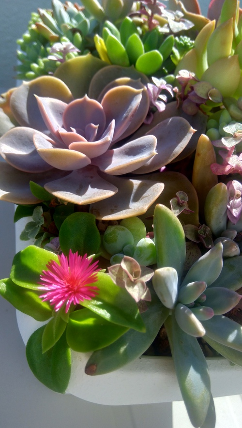 多肉植物 寄せ植え Mako ベビーサンローズの花 幸運の花