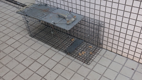 猫を捕まえるのかと思ったら