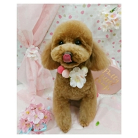 Poodle.Trimming! 2019/03/19 13:49:00