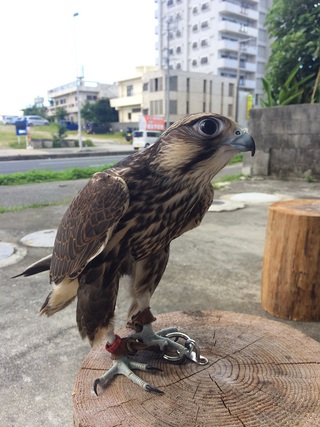 ◇　全員で日向ぼっこ　◇