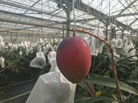 収穫　始まりました！ 2018/06/13 01:40:00