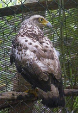 明日カンムリワシを放鳥します。