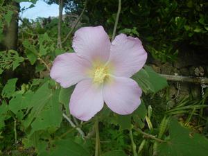 やいま村は花いっぱい♪