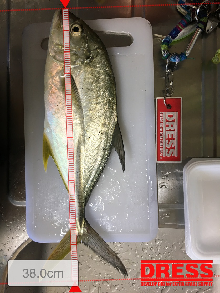 フラペン 僕はタチウオを真剣に狙っている
