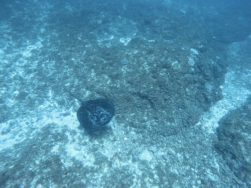 トライアングル〜魚影よし