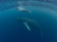 ホエールスイム㊽〜2組親子…大変