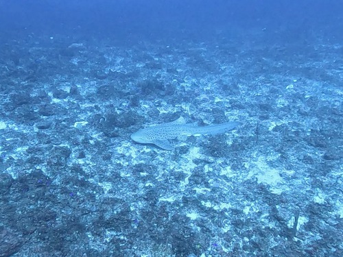 久米島②〜ウーマガイ好き