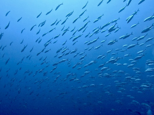 海の流石です。 海の流石です。