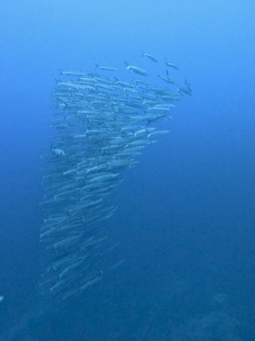 トライアングル〜魚影よし