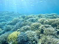 西表島1日目〜極上サンゴ