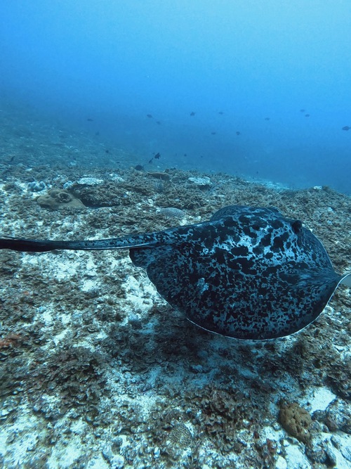 トライアングル〜魚影よし