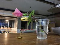 一輪の花。大輪の花。。Day 2018/05/25 01:46:17