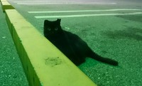 黒猫さん 2016/07/23 21:22:12