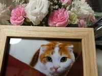 花をいただきました 2018/08/23 00:26:00
