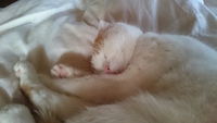 猫の定期的治療 2018/02/18 02:55:00