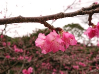 やんばるの花シーズンはこれから 2019/01/24 00:29:00