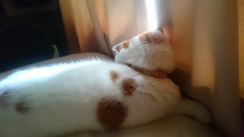 寝てばかり