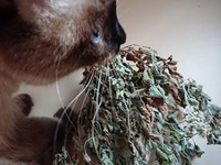 キャットニップ 2018/09/06 18:12:00