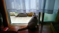ちんちくりん 2016/05/29 21:38:00