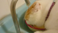 暑さしのぎ 2016/06/29 01:09:45