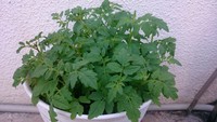 備瀬散歩 2016/07/26 05:19:33