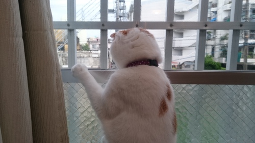 暑い