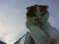 慢性腎不全  投薬終了。。。 2018/05/05 00:55:00