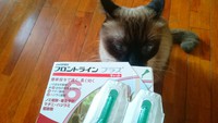 フロントラインプラス 春 2016/04/01 09:37:00