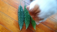ゴーヤー収穫 2017/06/21 18:19:00