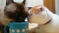 水分補給 2016/07/16 20:49:38