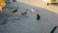 港の猫衆 2017/02/08 03:27:00