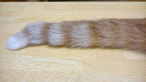 猫の老い