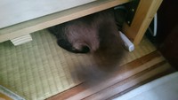 かみなり 2016/06/06 18:37:00