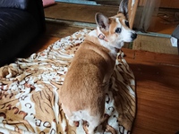 里親さん決まりました 2019/06/10 20:57:00