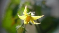 ミニトマトの花 2016/03/28 18:44:30