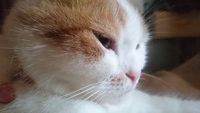 痩せてきた猫 2018/01/17 00:35:00