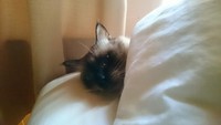 イケメン 2016/10/08 23:50:32
