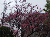 2月に入り・・・