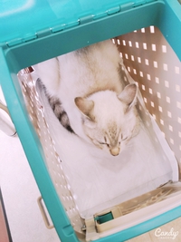 ♡ぎのわん動物病院♡ 2015/05/27 20:06:50