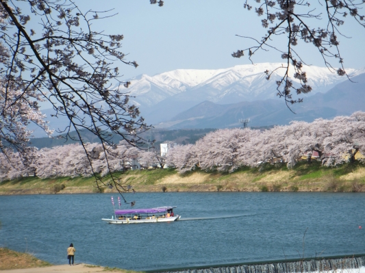 桜三昧
