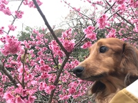 沖縄も真冬の寒さです！でも桜満開～