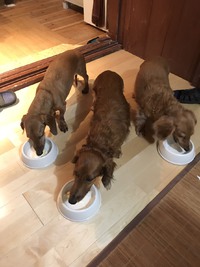 犬たちの引っ越し話。