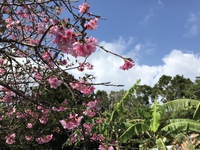 夏日