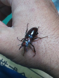 気がついたら・・・年、あけましたよ・・・・そして、お久しぶりでございます！
