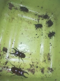 オキノコ　第一陣！ 2021/08/15 21:56:28